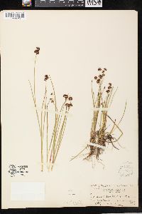Juncus nevadensis var. badius image