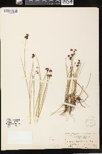 Juncus nevadensis image