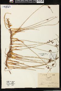 Juncus balticus subsp. littoralis image