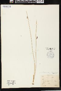 Juncus balticus subsp. ater image