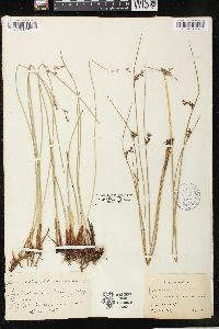 Juncus balticus subsp. ater image