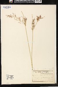 Juncus balticus subsp. littoralis image