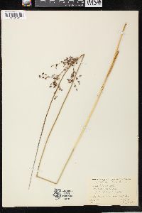 Juncus balticus subsp. littoralis image