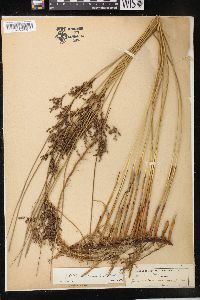 Juncus balticus subsp. littoralis image