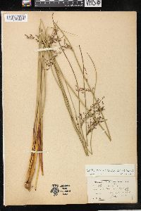 Juncus balticus subsp. littoralis image