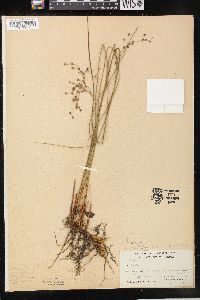 Juncus balticus subsp. littoralis image