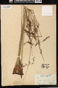 Juncus balticus subsp. littoralis image