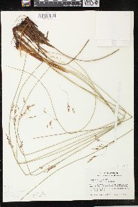 Juncus balticus subsp. littoralis image