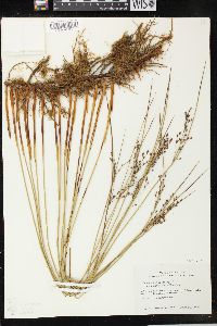 Juncus balticus subsp. littoralis image