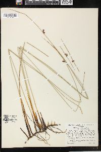 Juncus balticus subsp. littoralis image