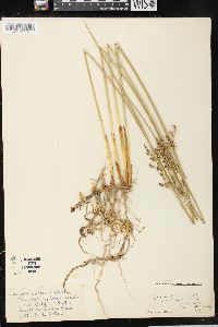 Juncus balticus subsp. littoralis image