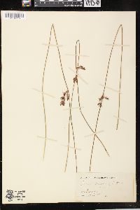 Juncus balticus subsp. littoralis image