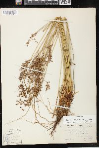 Juncus balticus subsp. littoralis image