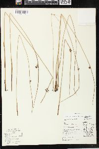 Juncus balticus subsp. littoralis image