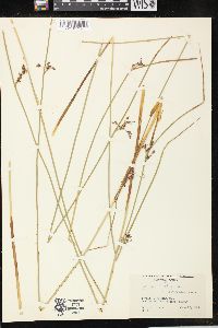 Juncus balticus subsp. littoralis image