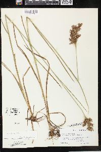 Juncus biflorus image