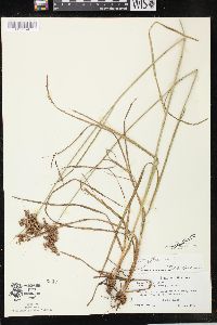 Juncus biflorus image