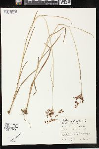 Juncus biflorus image