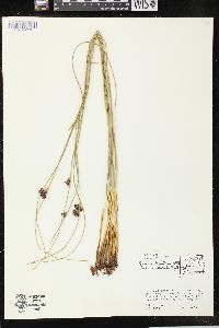 Juncus balticus subsp. littoralis image