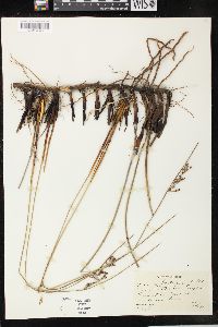 Juncus balticus subsp. littoralis image