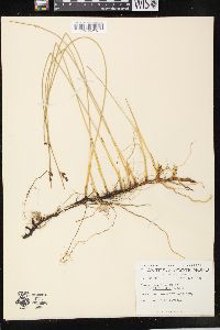 Juncus balticus subsp. littoralis image