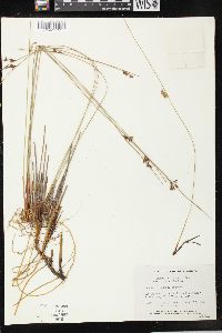 Juncus balticus subsp. littoralis image