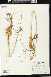 Juncus balticus subsp. littoralis image