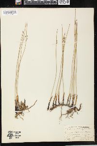 Juncus balticus subsp. littoralis image