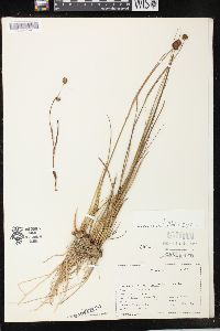 Juncus bolanderi image