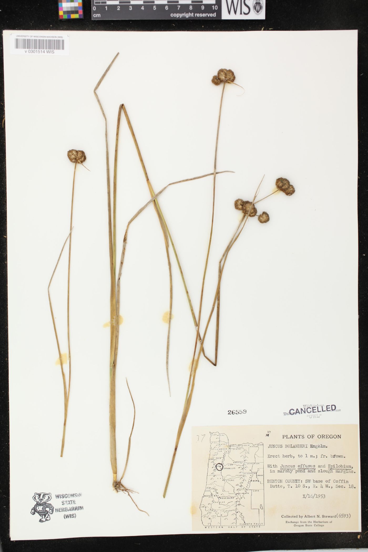 Juncus bolanderi image