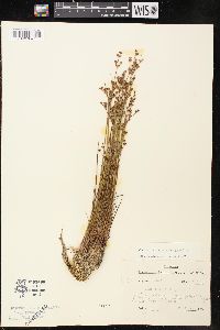 Juncus brevicaudatus image