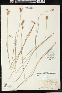 Juncus brachycarpus image