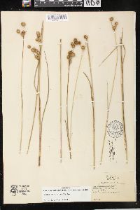 Juncus brachycarpus image