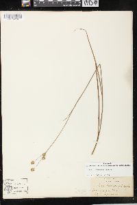 Juncus brachycarpus image