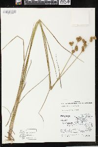 Juncus brachycarpus image