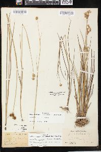 Juncus brachycarpus image