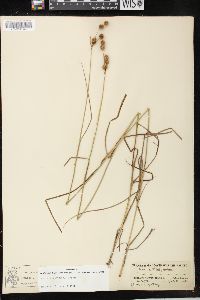 Juncus brachycarpus image