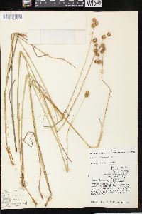 Juncus brachycarpus image