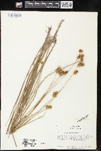 Juncus brachycarpus image