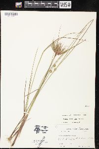 Juncus brachycarpus image