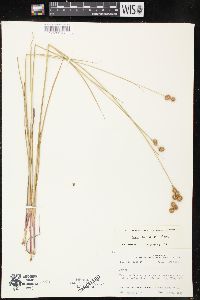 Juncus brachycarpus image