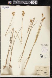 Juncus brachycarpus image