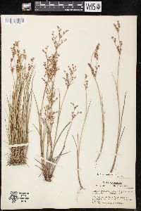 Juncus brachycephalus image