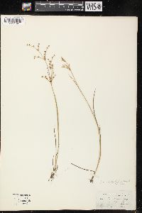 Juncus brachycephalus image