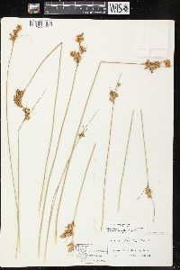 Juncus brachyphyllus image