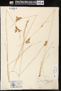 Juncus brachyphyllus image