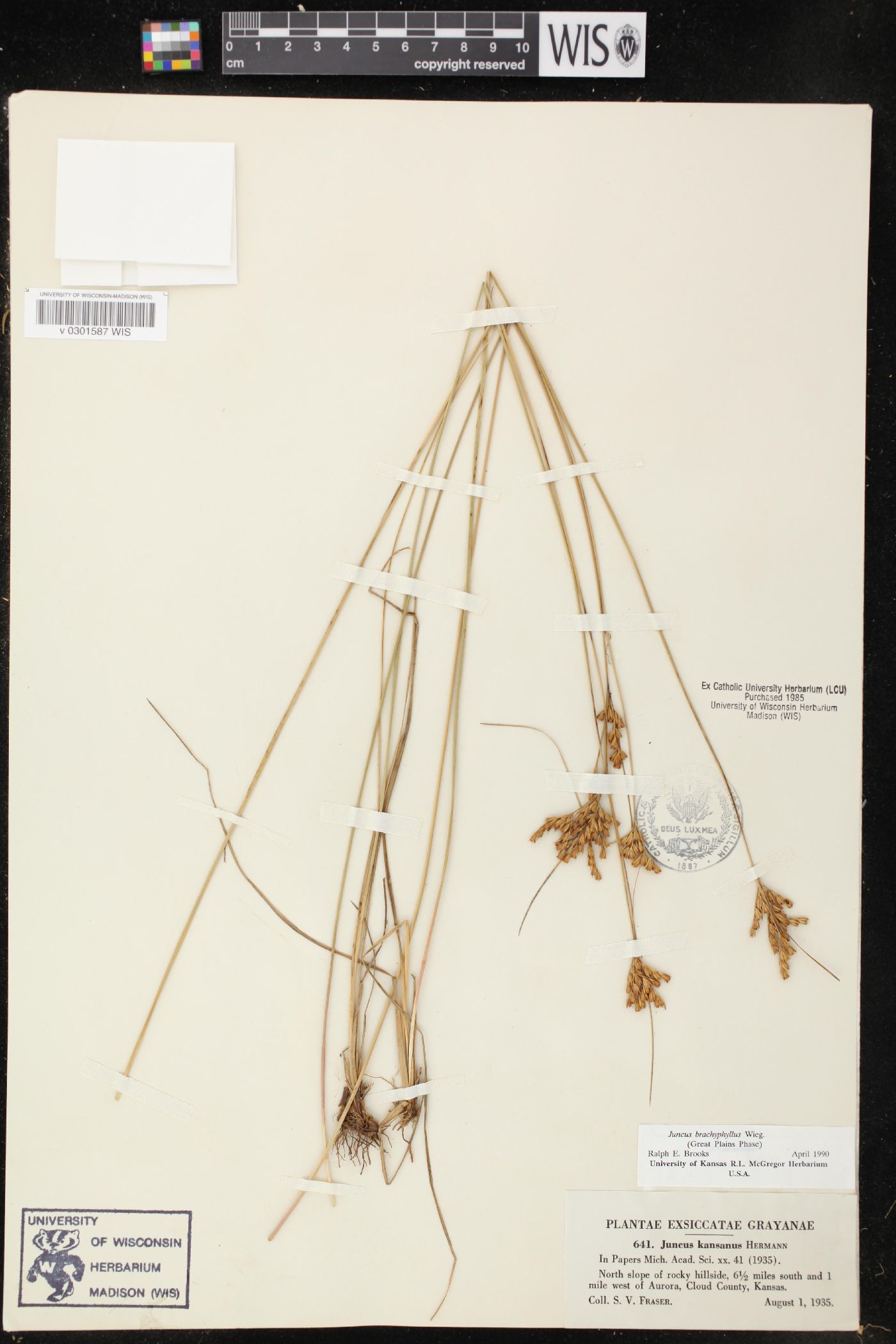 Juncus brachyphyllus image