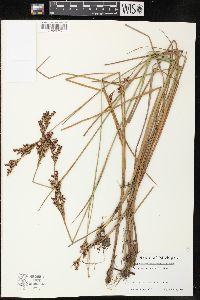 Juncus brevicaudatus image