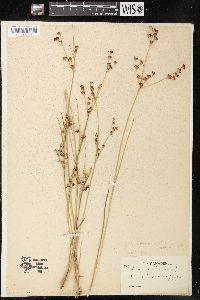 Juncus brevicaudatus image