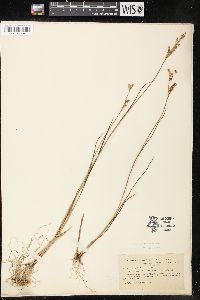 Juncus brevicaudatus image